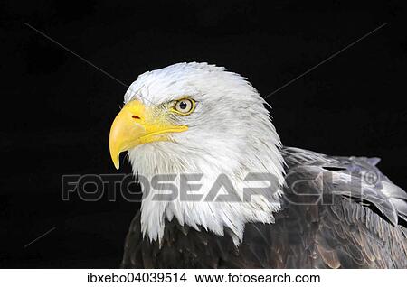 "Bald Eagle (Haliaeetus leucocephalus), native to North America, captive, Germany, Europe" View Large Photo Image Picture - "Bald Eagle (Haliaeetus leucocephalus), native to North America, captive, Germany, Europe". Fotosearch