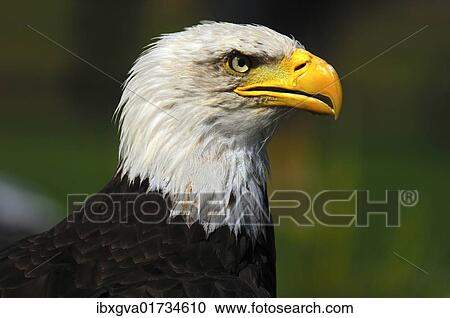 "Bald eagle (Haliaeetus leucocephalus), portrait" View Large Photo Image Stock Image - "Bald eagle (Haliaeetus leucocephalus), portrait". Fotosearch