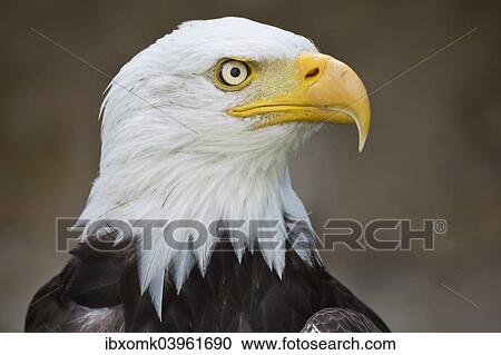 "Bald Eagle (Haliaeetus leucocephalus), captive, Bavaria, Germany, Europe" View Large Photo Image Stock Image - "Bald Eagle (Haliaeetus leucocephalus), captive, Bavaria, Germany, Europe". Fotosearch