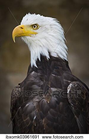 "Bald Eagle (Haliaeetus leucocephalus), captive, Bavaria, Germany, Europe" View Large Photo Image Stock Image - "Bald Eagle (Haliaeetus leucocephalus), captive, Bavaria, Germany, Europe". Fotosearch