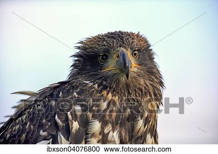 Stock Image - "Bald Eagle (Haliaeetus leucocephalus), juvenile, not fully coloured yet, captive, Rhineland-Palatinate, Germany, Europe". Fotosearch