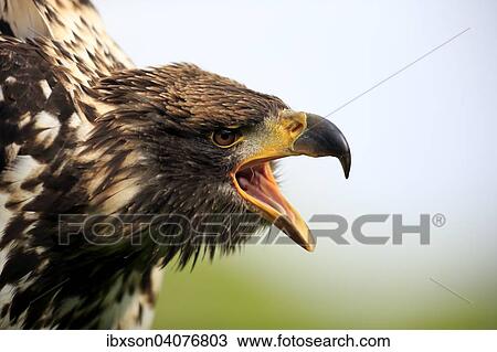"Bald Eagle (Haliaeetus leucocephalus), juvenile, not fully coloured yet, calling, captive, Rhineland-Palatinate, Germany, Europe" View Large Photo Image Stock Image - "Bald Eagle (Haliaeetus leucocephalus), juvenile, not fully coloured yet, calling, captive, Rhineland-Palatinate, Germany, Europe". Fotosearch