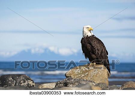 "Bald Eagle (Haliaeetus leucocephalus) on the beach of Anchor Point, Kenai Peninsula, Alaska, United States, North America" View Large Photo Image Stock Image - "Bald Eagle (Haliaeetus leucocephalus) on the beach of Anchor Point, Kenai Peninsula, Alaska, United States, North America". Fotosearch