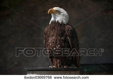 "Bald Eagle (Haliaeetus leucocephalus), falconry display at Schloss Rosenburg Castle, Altmuhltal, Bavaria, Germany, Europe" View Large Photo Image Stock Photo - "Bald Eagle (Haliaeetus leucocephalus), falconry display at Schloss Rosenburg Castle, Altmuhltal, Bavaria, Germany, Europe". Fotosearch
