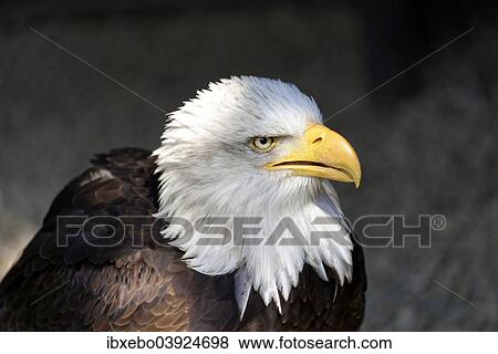 "Bald Eagle (Haliaeetus leucocephalus), native to North America, captive, Germany, Europe" View Large Photo Image Stock Photo - "Bald Eagle (Haliaeetus leucocephalus), native to North America, captive, Germany, Europe". Fotosearch