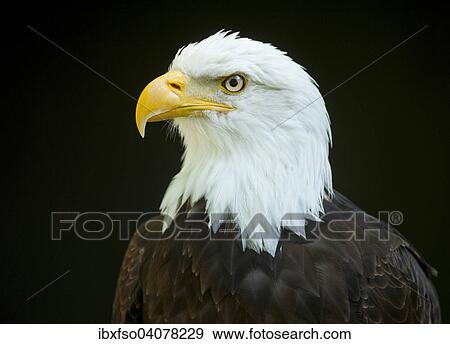 Stock Photo - "Bald Eagle (Haliaeetus leucocephalus), captive, Bavaria, Germany, Europe". Fotosearch
