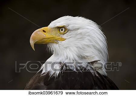 "Bald Eagle (Haliaeetus leucocephalus), captive, Bavaria, Germany, Europe" View Large Photo Image Stock Photo - "Bald Eagle (Haliaeetus leucocephalus), captive, Bavaria, Germany, Europe". Fotosearch