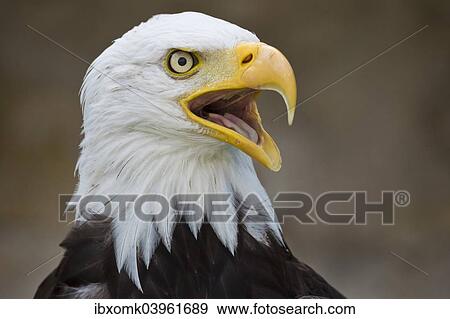 Stock Photo - "Bald Eagle (Haliaeetus leucocephalus), captive, Bavaria, Germany, Europe". Fotosearch