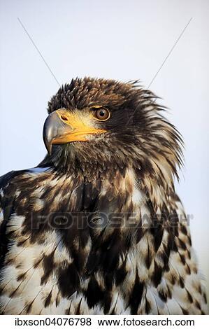 "Bald Eagle (Haliaeetus leucocephalus), juvenile, not fully coloured yet, captive, Rhineland-Palatinate, Germany, Europe" View Large Photo Image Stock Photo - "Bald Eagle (Haliaeetus leucocephalus), juvenile, not fully coloured yet, captive, Rhineland-Palatinate, Germany, Europe". Fotosearch