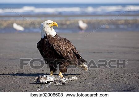"Bald Eagle (Haliaeetus leucocephalus) on the beach at Anchor Point on the Cook Inlet, Kenai Peninsula, Alaska, USA" View Large Photo Image Stock Photo - "Bald Eagle (Haliaeetus leucocephalus) on the beach at Anchor Point on the Cook Inlet, Kenai Peninsula, Alaska, USA". Fotosearch