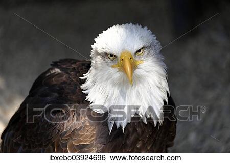 Stock Photograph - "Bald Eagle (Haliaeetus leucocephalus), native to North America, captive, Germany, Europe". Fotosearch