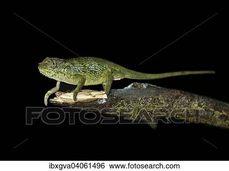 Stock Photograph - "Bale Two-horned chameleon (Triocerus balebicornutus), nocturnal, Katcha clearing, Harenna Forest, Bale Mountains, Oromiya, Ethiopia, Africa". Fotosearch