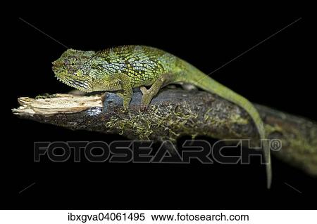 "Bale Two-horned chameleon (Triocerus balebicornutus), nocturnal, Katcha clearing, Harenna Forest, Bale Mountains, Oromiya, Ethiopia, Africa" View Large Photo Image Stock Photography - "Bale Two-horned chameleon (Triocerus balebicornutus), nocturnal, Katcha clearing, Harenna Forest, Bale Mountains, Oromiya, Ethiopia, Africa". Fotosearch