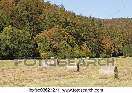 "Bales of hay on a meadow, Thuringer Wald, Thuringia, Germany, Europe" View Large Photo Image Stock Image - "Bales of hay on a meadow, Thuringer Wald, Thuringia, Germany, Europe". Fotosearch