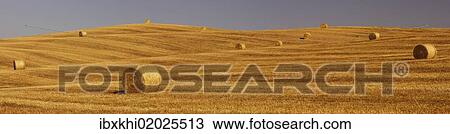 Stock Image - "Bales of straw on a harvested field, Tuscany, Italy, Europe". Fotosearch
