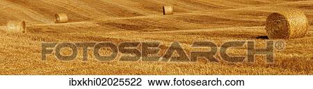 "Bales of straw on a harvested field, Tuscany, Italy, Europe" View Large Photo Image Stock Image - "Bales of straw on a harvested field, Tuscany, Italy, Europe". Fotosearch