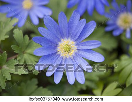"Balkan Anemones (Anemone blanda, Anemone apennina), flowering, Thuringia, Germany, Europe" View Large Photo Image Stock Image - "Balkan Anemones (Anemone blanda, Anemone apennina), flowering, Thuringia, Germany, Europe". Fotosearch