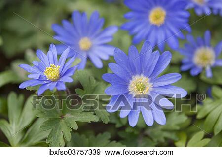 "Balkan Anemones (Anemone blanda, Anemone apennina), flowering, Thuringia, Germany, Europe" View Large Photo Image Stock Photo - "Balkan Anemones (Anemone blanda, Anemone apennina), flowering, Thuringia, Germany, Europe". Fotosearch