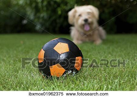 Ball and Kromfohrlaender and Irish Terrier mix waiting behind it View Large Photo Image Stock Photography - Ball and Kromfohrlaender and Irish Terrier mix waiting behind it. Fotosearch