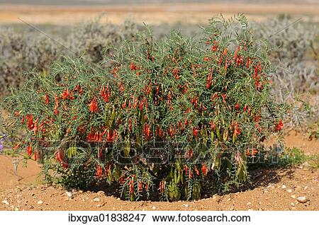 "Balloon Pea or Cancer Bush (Sutherlandia frutescens), Namaqualand, South Africa, Africa" View Large Photo Image Stock Photo - "Balloon Pea or Cancer Bush (Sutherlandia frutescens), Namaqualand, South Africa, Africa". Fotosearch