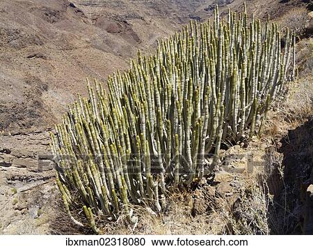 "Balsamiferous spurge (Euphorbis balsmifera), Alajero, La Gomera, Canary Islands, Spain, Europe" View Large Photo Image Stock Image - "Balsamiferous spurge (Euphorbis balsmifera), Alajero, La Gomera, Canary Islands, Spain, Europe". Fotosearch