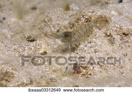 "Baltic Prawn (Palaemon adspersus), Black Sea, Crimea, Ukraine, Europe" View Large Photo Image Stock Photo - "Baltic Prawn (Palaemon adspersus), Black Sea, Crimea, Ukraine, Europe". Fotosearch