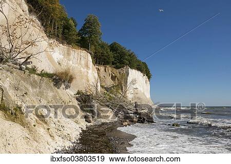 "Baltic Sea, beach, chalk cliffs and beech forest, beech (Fagus sylvatica), Jasmund National Park, Rugen, Mecklenburg-Vorpommern, Germany, Europe" View Large Photo Image Stock Photo - "Baltic Sea, beach, chalk cliffs and beech forest, beech (Fagus sylvatica), Jasmund National Park, Rugen, Mecklenburg-Vorpommern, Germany, Europe". Fotosearch