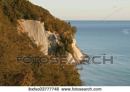 "Baltic Sea, chalk cliffs and beech forest, Common beech trees (Fagus sylvatica), in autumn, Jasmund National Park, Mecklenburg-Vorpommern, Germany, Europe" View Large Photo Image Stock Photo - "Baltic Sea, chalk cliffs and beech forest, Common beech trees (Fagus sylvatica), in autumn, Jasmund National Park, Mecklenburg-Vorpommern, Germany, Europe". Fotosearch