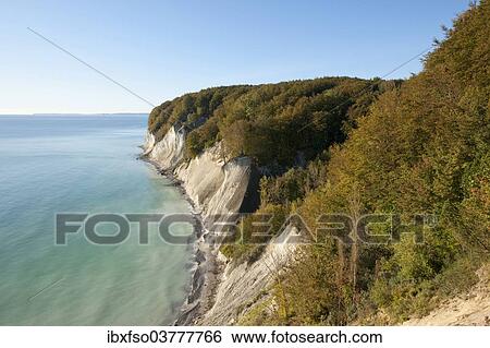 "Baltic Sea, chalk cliffs and beech forest, Common beech trees (Fagus sylvatica), in autumn, Jasmund National Park, Mecklenburg-Vorpommern, Germany, Europe" View Large Photo Image Stock Photograph - "Baltic Sea, chalk cliffs and beech forest, Common beech trees (Fagus sylvatica), in autumn, Jasmund National Park, Mecklenburg-Vorpommern, Germany, Europe". Fotosearch