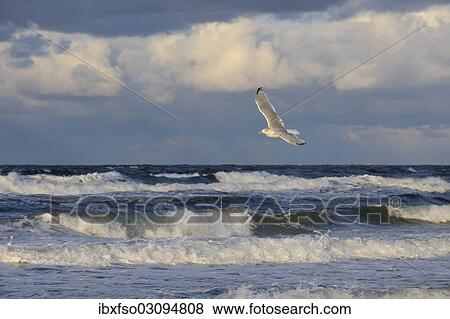 "Baltic Sea, waves and a Herring Gull (Larus argentatus) in flight, Darss, Fischland-Darss-Zingst, Mecklenburg-Western Pomerania, Germany, Europe" View Large Photo Image Stock Photo - "Baltic Sea, waves and a Herring Gull (Larus argentatus) in flight, Darss, Fischland-Darss-Zingst, Mecklenburg-Western Pomerania, Germany, Europe". Fotosearch