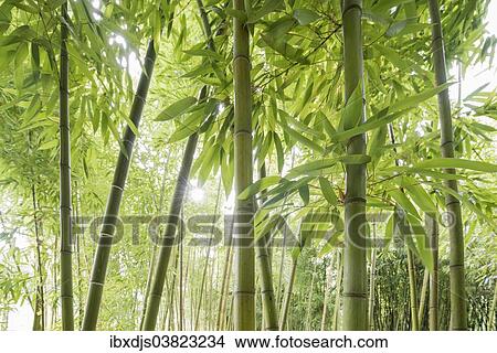 "Bamboo (Bambus fargesia) grove, near Bad Krozingen, Baden-Wurttemberg, Germany, Europe" View Large Photo Image Picture - "Bamboo (Bambus fargesia) grove, near Bad Krozingen, Baden-Wurttemberg, Germany, Europe". Fotosearch