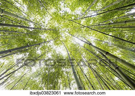 "Bamboo (Bambus fargesia) grove, near Bad Krozingen, Baden-Wurttemberg, Germany, Europe" View Large Photo Image Stock Image - "Bamboo (Bambus fargesia) grove, near Bad Krozingen, Baden-Wurttemberg, Germany, Europe". Fotosearch