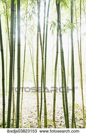 "Bamboo (Bambus fargesia) grove, near Bad Krozingen, Baden-Wurttemberg, Germany, Europe" View Large Photo Image Stock Image - "Bamboo (Bambus fargesia) grove, near Bad Krozingen, Baden-Wurttemberg, Germany, Europe". Fotosearch