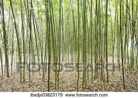 "Bamboo (Bambus fargesia) grove, near Bad Krozingen, Baden-Wurttemberg, Germany, Europe" View Large Photo Image Stock Photo - "Bamboo (Bambus fargesia) grove, near Bad Krozingen, Baden-Wurttemberg, Germany, Europe". Fotosearch