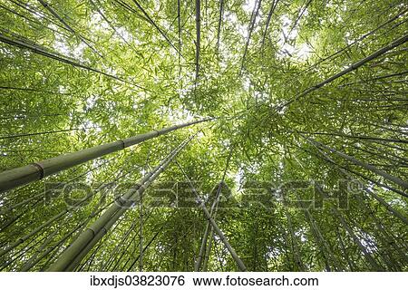 "Bamboo (Bambus fargesia) grove, near Bad Krozingen, Baden-Wurttemberg, Germany, Europe" View Large Photo Image Stock Photograph - "Bamboo (Bambus fargesia) grove, near Bad Krozingen, Baden-Wurttemberg, Germany, Europe". Fotosearch