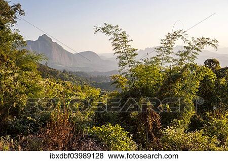 "Bamboo (Bambuseae), mountains, province of Mae Hong Song, Northern Thailand, Thailand, Asia" View Large Photo Image Stock Photo - "Bamboo (Bambuseae), mountains, province of Mae Hong Song, Northern Thailand, Thailand, Asia". Fotosearch