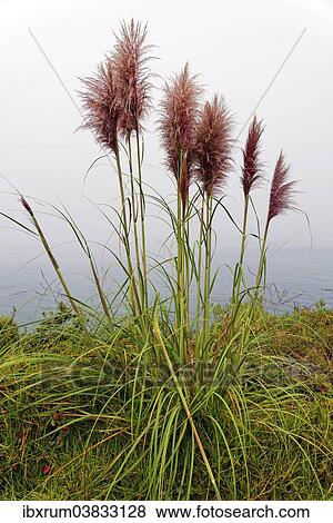 Stock Photo - "Bamboo grass (Pogonatherum paniceum) on the Pacific Coast, California, United States, North America". Fotosearch