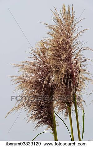 "Bamboo grass (Pogonatherum paniceum) on the Pacific Coast, California, United States, North America" View Large Photo Image Stock Photo - "Bamboo grass (Pogonatherum paniceum) on the Pacific Coast, California, United States, North America". Fotosearch