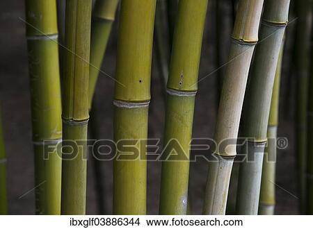 "Bamboo stems, bamboo forest, Wuzhen, China, Asia" View Large Photo Image Picture - "Bamboo stems, bamboo forest, Wuzhen, China, Asia". Fotosearch
