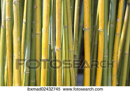 Bamboo View Large Photo Image Stock Photography - Bamboo. Fotosearch