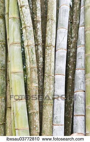 "Bamboo, thick stems and leaves, Nahampoana Reserve, nature park, Fort-Dauphin or Tolagnaro, Madagascar, Africa" View Large Photo Image Stock Image - "Bamboo, thick stems and leaves, Nahampoana Reserve, nature park, Fort-Dauphin or Tolagnaro, Madagascar, Africa". Fotosearch