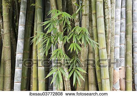 Stock Photo - "Bamboo, thick stems and leaves, Nahampoana Reserve, nature park, Fort-Dauphin or Tolagnaro, Madagascar, Africa". Fotosearch