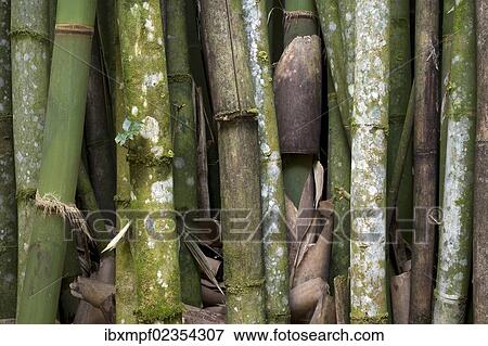 "Bamboo trees, bamboo (Bambuseae), Wilson Botanical Garden, San Vito, Puntarenas Province, Costa Rica, Central America, North America" View Large Photo Image Stock Photo - "Bamboo trees, bamboo (Bambuseae), Wilson Botanical Garden, San Vito, Puntarenas Province, Costa Rica, Central America, North America". Fotosearch