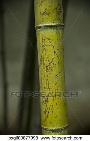 "Bamboo with inscribed Chinese characters, Suzhou, China, Asia" View Large Photo Image Stock Photo - "Bamboo with inscribed Chinese characters, Suzhou, China, Asia". Fotosearch