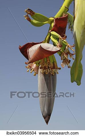 "Banana flower, banana (Musa), with unripe bananas, Kos, Greece, Europe" View Large Photo Image Picture - "Banana flower, banana (Musa), with unripe bananas, Kos, Greece, Europe". Fotosearch