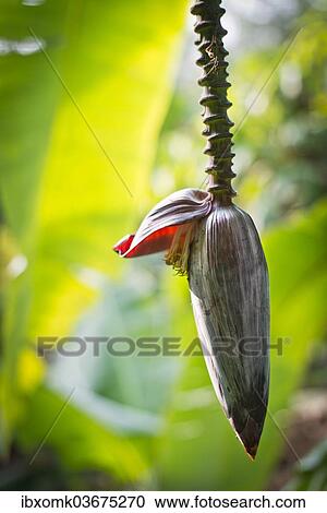 "Banana flower (Musa paradisiaca), Peermade, Kerala, India, Asia" View Large Photo Image Stock Image - "Banana flower (Musa paradisiaca), Peermade, Kerala, India, Asia". Fotosearch