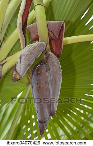 "Banana flower on banana tree (Musa), Ninh Thuan, Vietnam, Asia" View Large Photo Image Stock Photo - "Banana flower on banana tree (Musa), Ninh Thuan, Vietnam, Asia". Fotosearch