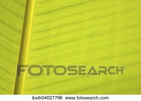 "Banana leaf, leaf veins" View Large Photo Image Stock Photograph - "Banana leaf, leaf veins". Fotosearch