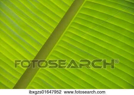 Stock Image - "Banana leaf (Musa), detailed view, Vietnam, Southeast Asia, Asia". Fotosearch