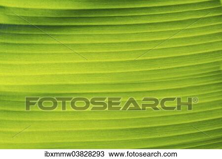 "Banana leaf with backlight, Tenerife, Canary Islands, Spain, Europe" View Large Photo Image Stock Image - "Banana leaf with backlight, Tenerife, Canary Islands, Spain, Europe". Fotosearch